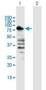 TLE1 Antibody in Western Blot (WB)