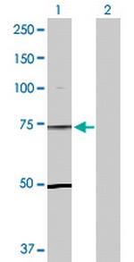 TLE1 Antibody in Western Blot (WB)