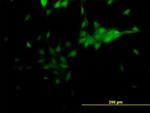 NR2E1 Antibody in Immunocytochemistry (ICC/IF)