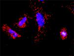 TRAF1 Antibody in Proximity Ligation Assay (PLA) (PLA)