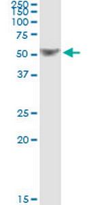 TRAF1 Antibody in Immunoprecipitation (IP)