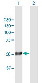 TRAF2 Antibody in Western Blot (WB)