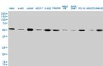 TUBA4A Antibody in Western Blot (WB)