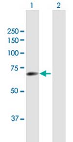 TULP2 Antibody in Western Blot (WB)