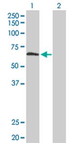 TULP2 Antibody in Western Blot (WB)