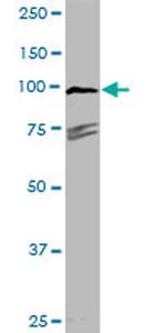 TYRO3 Antibody in Western Blot (WB)