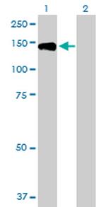 TYRO3 Antibody in Western Blot (WB)