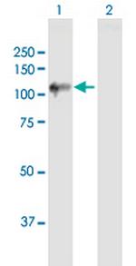 UBA7 Antibody in Western Blot (WB)