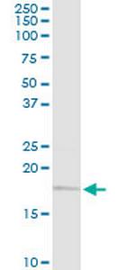 UBE2G2 Antibody in Western Blot (WB)