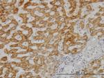 UBE2G2 Antibody in Immunohistochemistry (Paraffin) (IHC (P))