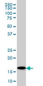 UBE2G2 Antibody in Western Blot (WB)