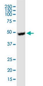 UGCG Antibody in Western Blot (WB)