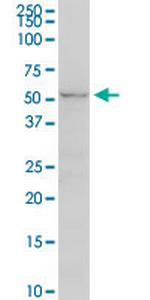 UGT2B7 Antibody in Western Blot (WB)