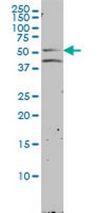 NR1H2 Antibody in Western Blot (WB)