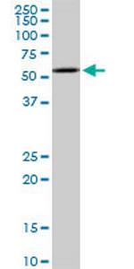 NR1H2 Antibody in Western Blot (WB)