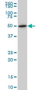 NR1H2 Antibody in Western Blot (WB)