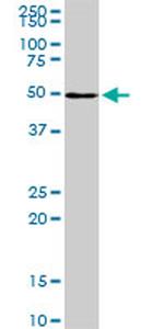 NR1H2 Antibody in Western Blot (WB)