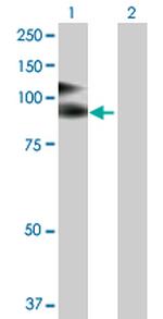 VCAM1 Antibody in Western Blot (WB)