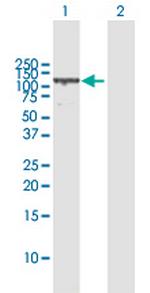 VCL Antibody in Western Blot (WB)