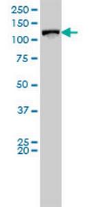 VCL Antibody in Western Blot (WB)