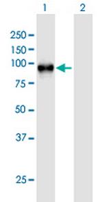 WEE1 Antibody in Western Blot (WB)