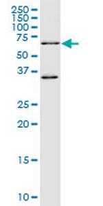 WEE1 Antibody in Western Blot (WB)