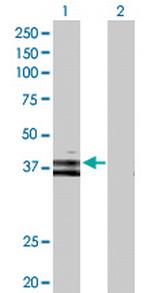 WNT6 Antibody in Western Blot (WB)