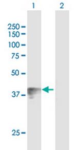 WNT7B Antibody in Western Blot (WB)