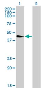 WNT8A Antibody in Western Blot (WB)