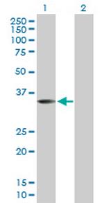 WNT9B Antibody in Western Blot (WB)