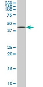 XBP1 Antibody in Western Blot (WB)