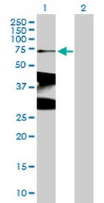 XRCC1 Antibody in Western Blot (WB)