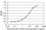 XRCC2 Antibody in ELISA (ELISA)