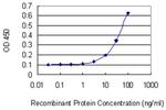 XRCC3 Antibody in ELISA (ELISA)