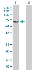 YES1 Antibody in Western Blot (WB)