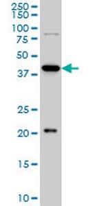 YY1 Antibody in Western Blot (WB)