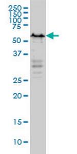 YY1 Antibody in Western Blot (WB)