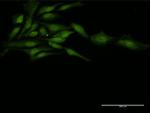 ZFP36 Antibody in Immunocytochemistry (ICC/IF)