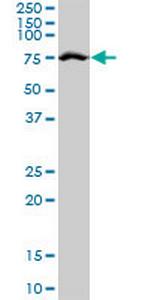 TRIM25 Antibody in Western Blot (WB)