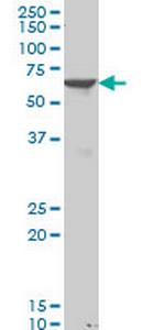 PAX8 Antibody in Western Blot (WB)