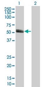 PAX8 Antibody in Western Blot (WB)