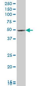 PAX8 Antibody in Western Blot (WB)