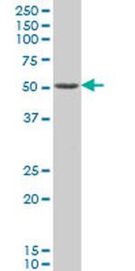 PAX8 Antibody in Western Blot (WB)