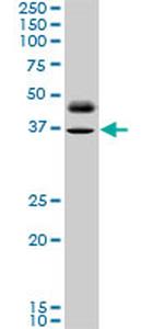 PAX8 Antibody in Western Blot (WB)