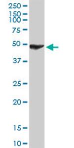 CXCR4 Antibody in Western Blot (WB)