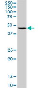 CXCR4 Antibody in Western Blot (WB)