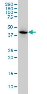 MAPKAPK3 Antibody in Western Blot (WB)