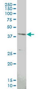 MAPKAPK3 Antibody in Western Blot (WB)