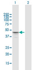 MTERF Antibody in Western Blot (WB)