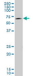 EOMES Antibody in Western Blot (WB)